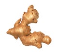 Ginger root / rhizome Royalty Free Stock Photo