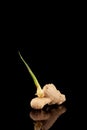 Ginger root with sprouted new sprout. Sprouting root vegetable on dark background. Vertical orientation, copy space Royalty Free Stock Photo