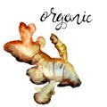 Ginger root with title organic