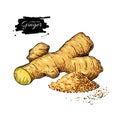 Ginger root vector hand drawn illustration. Root and powder hea