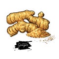 Ginger root vector hand drawn illustration. Root and powder hea Royalty Free Stock Photo