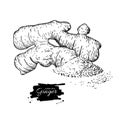 Ginger root vector hand drawn illustration. Root and powder hea Royalty Free Stock Photo