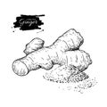 Ginger root vector hand drawn illustration. Root and powder heap Royalty Free Stock Photo