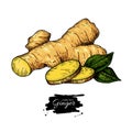 Ginger root vector hand drawn illustration. Root and sliced pie