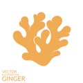 Ginger