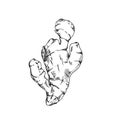 Ginger root vector illustration, hand-drawn in ink. Graphic sketch isolated on white background. Royalty Free Stock Photo