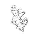 Ginger root vector illustration, hand-drawn in ink. Graphic sketch isolated on white background. Royalty Free Stock Photo