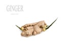 ginger root with young green sprouts isolated on white background Royalty Free Stock Photo