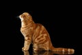 Ginger Scottish Fold Cat Sits and Looking up isolated on Black