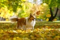 Ginger sheltie dog playing in leaves in autumn park. Royalty Free Stock Photo