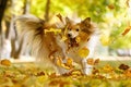 Ginger sheltie dog playing in leaves in autumn park. Royalty Free Stock Photo