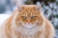 Ginger Siberian snowy cat Royalty Free Stock Photo