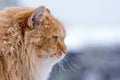 Ginger Siberian snowy cat Royalty Free Stock Photo
