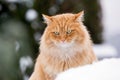 Ginger Siberian snowy cat Royalty Free Stock Photo