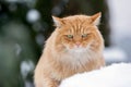 Ginger Siberian snowy cat Royalty Free Stock Photo