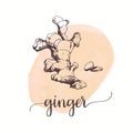 Ginger sketch on watercolor paint. Hand drawn ink illustration Vector design for tags, cards, packaging, promo