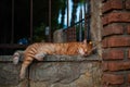 Ginger sleeping cat on a stone fence