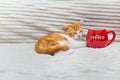 Ginger sleeping kitten next to a large red mug of coffee. Copy space