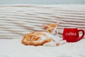 Ginger sleeping kitten next to a large red mug of coffee. Copy space
