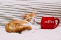 Ginger sleeping kitten next to a large red mug of coffee. Morning concept