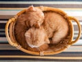 Ginger small kitten in a basket