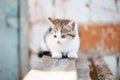 ginger small kitten playing in the street