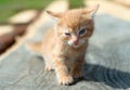 Ginger small kitten playing in the street