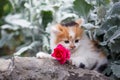 ginger small kitten playing in the street.