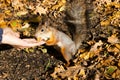 Ginger squirrel eating a nut from hand Royalty Free Stock Photo