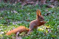 A ginger squirrel sits on the ground and eats a nut. Royalty Free Stock Photo