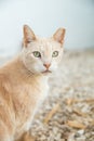 Ginger stray cat close-up, looking at the camera at the Cat Park viewpoint, in Albufeira beach, Algarve, Portugal