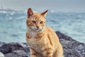 Ginger stray cat in Istanbul Golden Horn shore