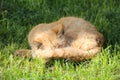 A ginger stray cat sleep in public park