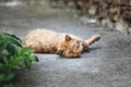 Ginger street cat lying on the ground. Royalty Free Stock Photo