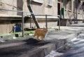 A ginger street cat walks around the yard. Yard abandoned cat. Thoroughbred pet.