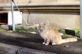 A ginger street cat walks around the yard. Yard abandoned cat. Thoroughbred pet.