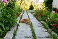 Ginger striped cat is lying on stone path among the flower beds in sunny morning.