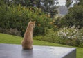 Ginger striped cat sitting upright on charcoal grey wall with back to camera