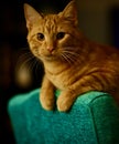 Ginger striped domestic cat perched atop a blue upholstered chair, gazing off into the distance