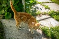 Ginger striped scared cat is standing with tail lifted up.