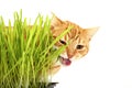 Ginger tabby cat eating cat grass Royalty Free Stock Photo