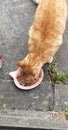 ginger tabby cat eating food Royalty Free Stock Photo