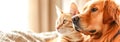 ginger tabby cat and a golden retriever dog side by side in a warm, intimate setting, suggesting a peaceful coexistence