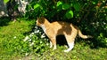 A ginger tabby cat is hiding from the heat in the shade of a flowering bush. Selective focus. Walking pets on the street Royalty Free Stock Photo