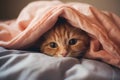 Ginger tabby cat lying on bed. Happy cute kitten resting at home. Royalty Free Stock Photo