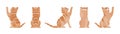 Ginger Tabby Cat playing