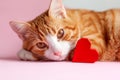 Ginger tabby cat with a red heart lying on a pink background. Greeting card for Valentines day. Concept help homeless animals