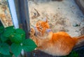 Ginger tabby cat sharpens claws outdoors