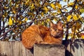 Ginger tabby cat sitting on a fence on a background of autumn foliage. Royalty Free Stock Photo