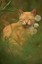 Ginger tabby cat sitting in grass with fluffy dandelion flowers